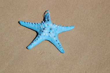 Kum üzerinde düz yatıyordu mavi deniz yıldızı 