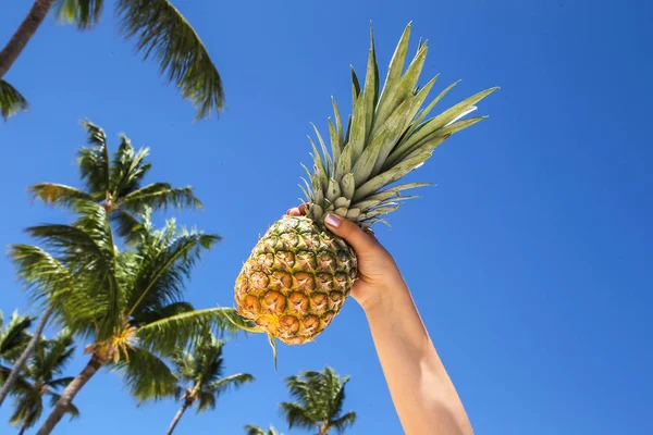 Hand holding tropical pineapple palm trees on background