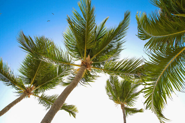 Tropical palm trees and leaves, blue sky and sun lights on backgroun