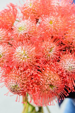 leucospermum bir çiçek dükkanında