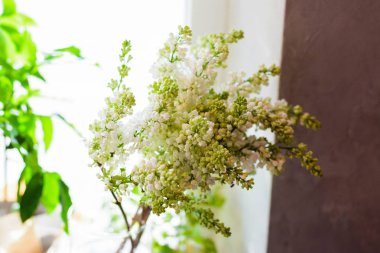 buket çiçek leylak, gül, sümbül, nergis Düğünçiçeği, Lale, Bush gül, Kasımpatı, okaliptüs, anemon çiçeği, Şakayık bir çiçekçi dükkanı