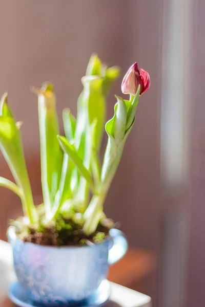 Букет Квітів Бузку Підннявся Підннявся Нарцисів Гіацинт Ranunculus Тюльпан Буш — стокове фото