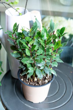 çiçek buketdüğün salonu güller anemone lale ranunculus ayçiçeği bahçe yeşil