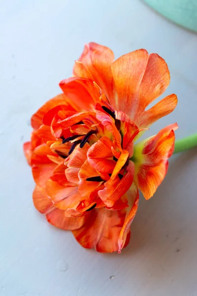 Bouquet Flowers Wedding Salon Roses Anemone Tulip Ranunculus Sunflower Garden — Stock Photo, Image