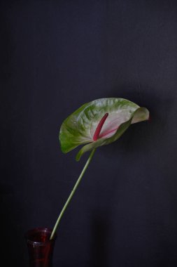 çiçekçi çiçek buketi Gelin salonu buket düğün gül çiçek pembe beyaz güller çiçek aşk yeşil gelin gelin dekorasyon evlilik demet doğa düzenleme çiçek kutlama renk hediye anemone lale ranunculus bitki bahçe çiçek bahar purp