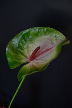 çiçekçi çiçek buketi Gelin salonu buket düğün gül çiçek pembe beyaz güller çiçek aşk yeşil gelin gelin dekorasyon evlilik demet doğa düzenleme çiçek kutlama renk hediye anemone lale ranunculus bitki bahçe çiçek bahar purp