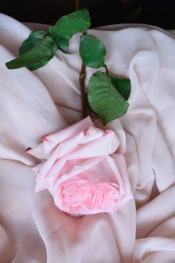 çiçekçi çiçek buketi Gelin salonu buket düğün gül çiçek pembe beyaz güller çiçek aşk yeşil gelin gelin dekorasyon evlilik demet doğa düzenleme çiçek kutlama renk hediye anemone lale ranunculus bitki bahçe çiçek bahar purp