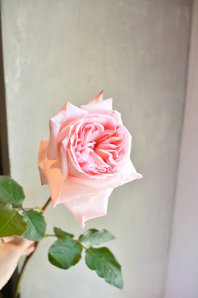 Bouquet Fleurs Dans Boutique Fleurs Bouquet Salon Mariée Mariage Rose — Photo
