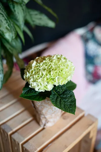 Троянди Півонії Тюльпани Букет Квітів Нозі Інтер Єрі Ресторану Святкуванні — стокове фото