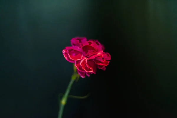 Flores Mais Bonitas Magníficos Buquês Flores Perna Interior Restaurante Para — Fotografia de Stock