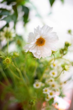 Bir çiçekçide düğün ya da tatil için Ranunculus mattiola Tulip okaliptüs Narcissus 'un en güzel çiçek buketi.