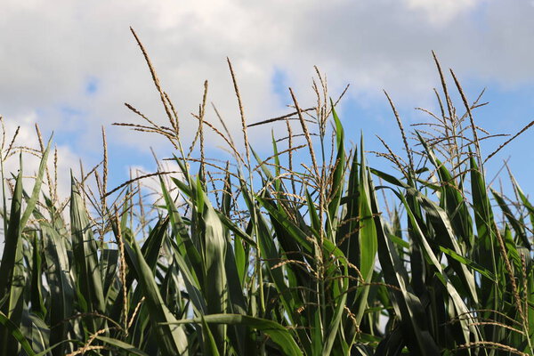 Field grass against the sky - a very beautiful screen saver and background. Nature and air