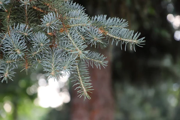 Green Branch Pine Macro Shooting Screensaver Background New Year Christmas — Stock Photo, Image