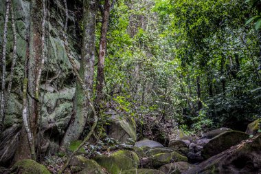 yeşil ve bozulmamış tropikal orman