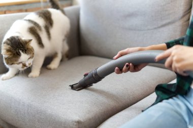 Beyaz şirin kedi ayakta ve o kanepede Kanepeye düştü Kedi tüyü nedeniyle temizlerken onu sahip elektrikli süpürge arıyorsunuz. Mutlu temizlik ve şirin kedi kavramı.