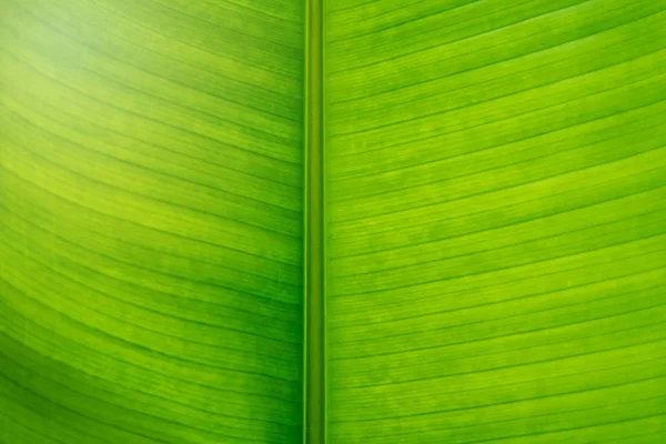 Green banana leaf texture background in close up view. Middle of leaf ax is brown color. Nature texture wallpaper and background concept.