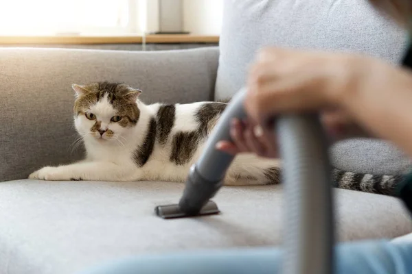 O kanepede Kanepeye düştü Kedi tüyü nedeniyle temizlerken koltukta oturan beyaz şirin kedi onu sahip elektrikli süpürge arıyor. Mutlu temizlik ve şirin kedi kavramı.