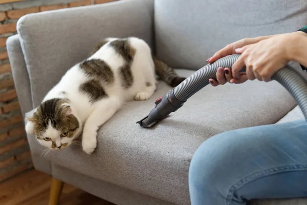 Onu sahip kanepe Kedi tüyü Kanepeye düştü nedeniyle temizlerken beyaz şirin kedi kanepede oturan yere bakıyor. Mutlu temizlik ve şirin kedi kavramı.