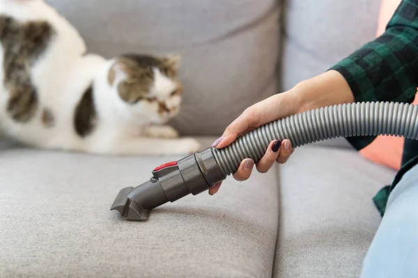 White Cute Cat Looking Vacuum Cleaner Her Owner While She — Stock Photo, Image