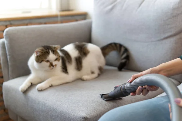 Weiße Süße Katze Sitzt Und Schaut Zum Staubsauger Ihrer Besitzerin — Stockfoto