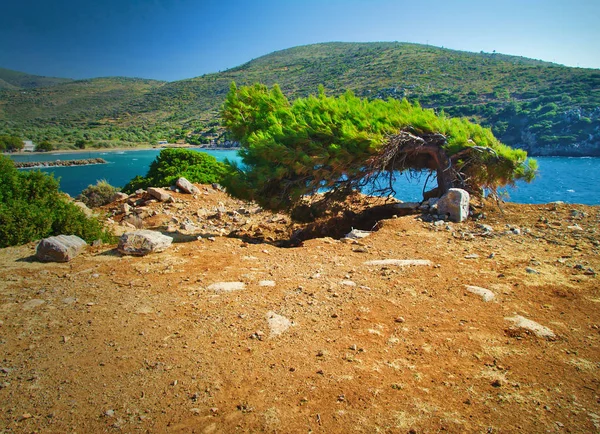 Wind blown pine tree above the sea in a bright summer day, in Chios island, Greece. Vivid landscape. — Stock Photo, Image