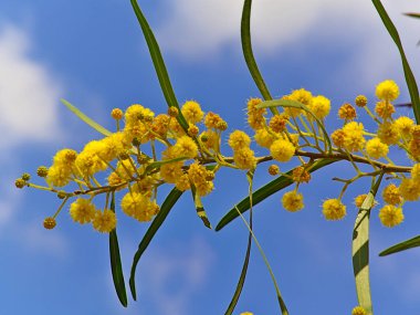 Güzel renkli mimoza (Acacia Baileyana) bazı bulutlar bakcground ile mavi gökyüzünde sarı çiçeklerle dolu ağaç dalı. Canlı bahar görüntüsü.