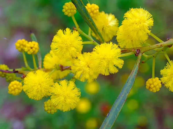 Beautiful Colorful Mimosa Acacia Baileyana Tree Twig Close Yellow Ball — Stock Photo, Image