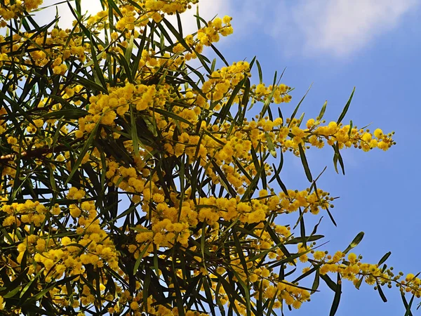 Hermosa Mimosa Colorida Acacia Baileyana Detalle Del Árbol Ramitas Llenas —  Fotos de Stock