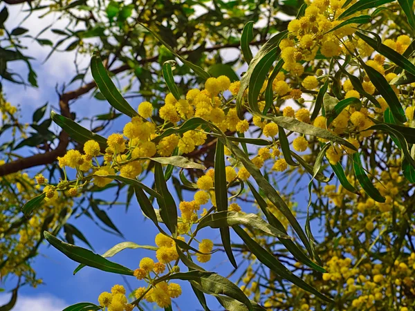 Hermosa Mimosa Colorida Acacia Baileyana Rama Árbol Llena Flores Amarillas —  Fotos de Stock