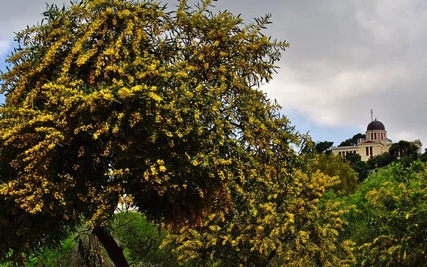 Hermoso Árbol Colorido Mimosa Acacia Baileyana Lleno Flores Amarillas Imagen — Foto de Stock