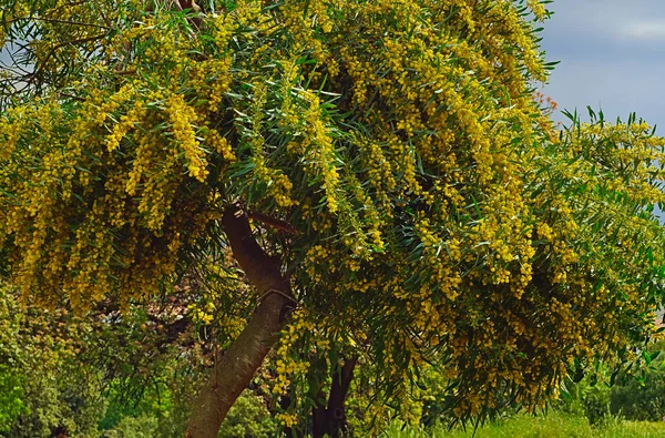 Hermosos Árboles Coloridos Mimosa Acacia Baileyana Llenos Flores Amarillas Imagen —  Fotos de Stock