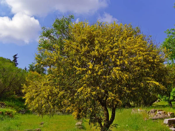 Hermoso Árbol Colorido Mimosa Acacia Baileyana Lleno Flores Amarillas Contraste — Foto de Stock