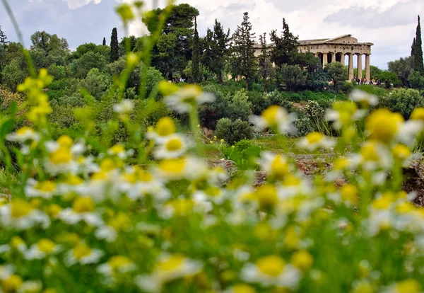 Храм Гефест Афінах Греція Поза Фокусом Квіти Ромашки Передньому Плані — стокове фото