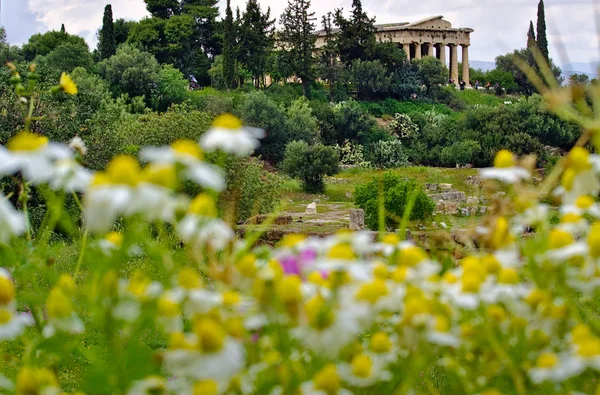 Templo Hefesto Atenas Grecia Flores Manzanilla Fuera Foco Primer Plano —  Fotos de Stock