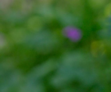 Bulanık doğa yeşil arkaplan