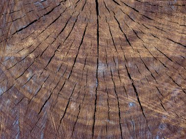 Kesilmiş ağaç gövdesini kapatın. Gövde yıl çevrelerinin detayı. Doku, arka plan.