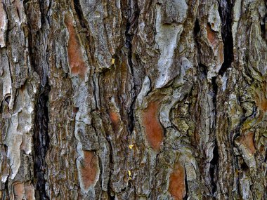 Ağaç kabuğuna yakın. Doku, arka plan.