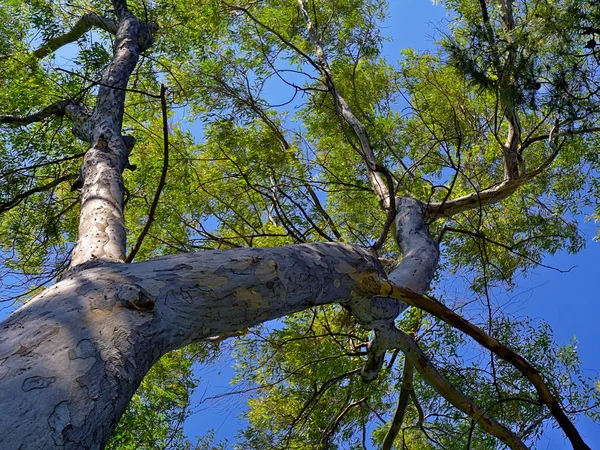 Looking up along trunk of tall  tree and branches,  against blue sky