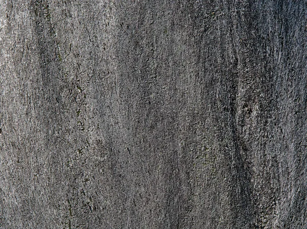 木の樹皮のクローズアップ。テクスチャ、背景. — ストック写真