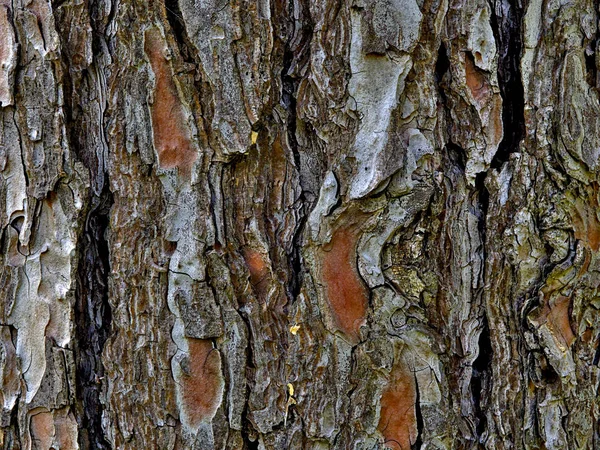 Fechar a casca da árvore. Textura, fundo . — Fotografia de Stock