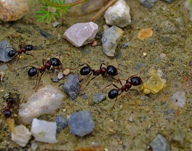 Karıncalar doğal çevreleri üzerinde çalışırken kapanırlar. Karıncalar grubunun makro fotoğrafı. Taşlar toprak ve küçük bitkiler.