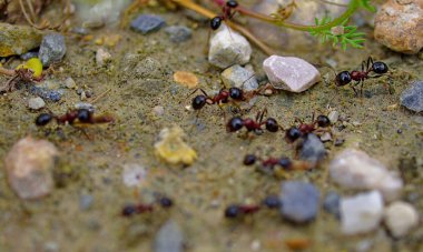 Karıncalar doğal çevreleri üzerinde çalışırken kapanırlar. Karıncalar grubunun makro fotoğrafı. Taşlar toprak ve küçük bitkiler.