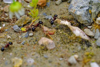 Karıncalar doğal çevreleri üzerinde çalışırken kapanırlar. Karıncalar grubunun makro fotoğrafı. Taşlar toprak ve küçük bitkiler.