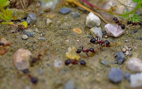 개미는 환경에 작업을 닫습니다 그룹의 매크로 사진입니다 토양과 — 스톡 사진