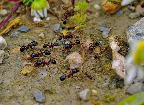 Karıncalar doğal çevreleri üzerinde çalışırken kapanırlar. Karıncalar grubunun makro fotoğrafı. Taşlar toprak ve küçük bitkiler.
