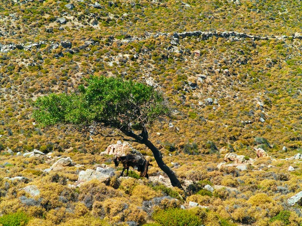 Tek başına bir keçi, küçük ağaç gölgesi altında, sıcak güneşli yaz günü, çalı ve kayalar ile dağ, sert manzara.