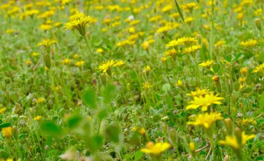 Sarı çiçeklerle alan detayı. Papatyalar kapanır. Yemyeşil çiçek bitki örtüsü.