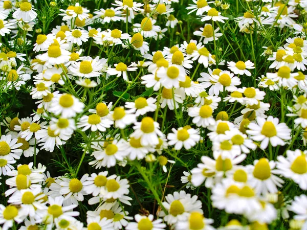 ดอกคาโมไมล หลายดอกในท งฤด ใบไม ภาพธรรมชาต สดใส ทยาศาสตร Matricaria Chamomilla — ภาพถ่ายสต็อก