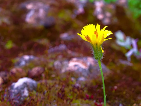 Una Hermosa Flor Amarilla Fondo Naturaleza Borrosa Piedra Con Musgo — Foto de Stock