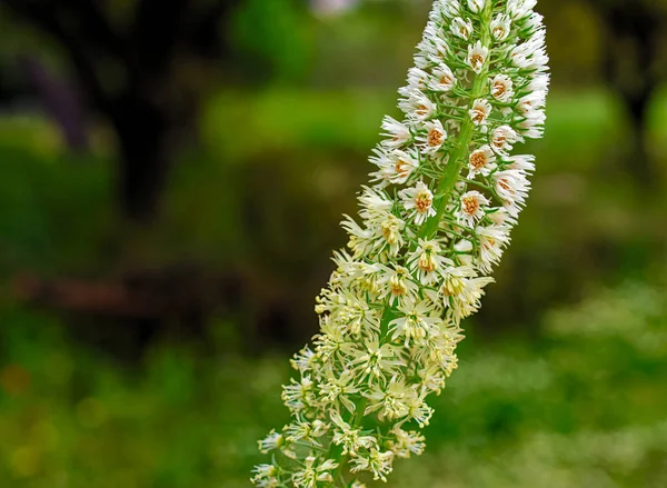 Una Sola Planta Campo Con Múltiples Pequeñas Flores Blancas Arrograss —  Fotos de Stock